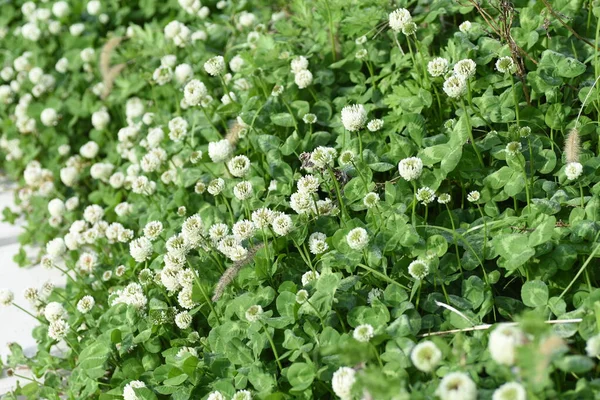 Beyaz Yonca Çiçekleri Fabaceae Daimi Bitkileri Nisan Temmuz Çiçek Mevsimidir — Stok fotoğraf