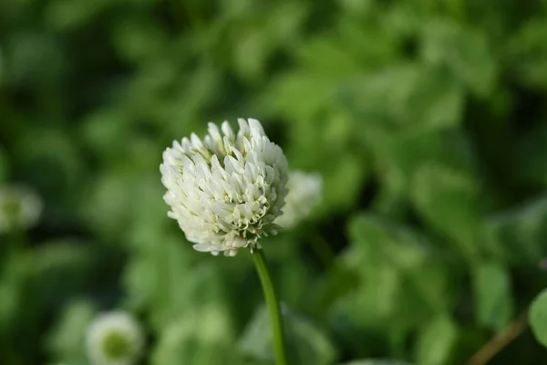 白色的三叶草花花科多年生植物 四月至七月是开花的季节 也是饲料 绿肥和花蜜的季节 — 图库照片