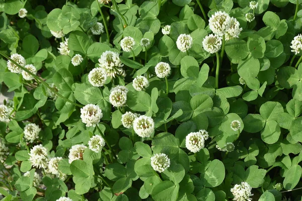 Λευκά Τριφύλλια Πολυετή Φυτά Fabaceae Απρίλιος Ιούλιος Είναι Εποχή Της — Φωτογραφία Αρχείου