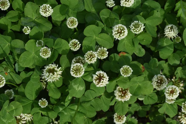Fehér Lóherevirág Fabaceae Évelő Növények Április Július Virágzási Időszak Egy — Stock Fotó