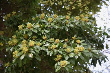 Machilus thunbergii (Tabunoki ağacı) çiçek tomurcukları. Lauraceae Evergreen ağacı. Nisan ayı civarında, panikler sarı-yeşil çiçekler açar..