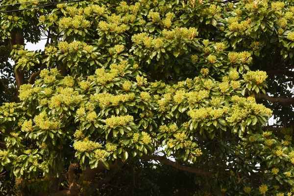 Machilus Thunbergii Tabunoki Ağacı Çiçek Tomurcukları Lauraceae Evergreen Ağacı Nisan — Stok fotoğraf