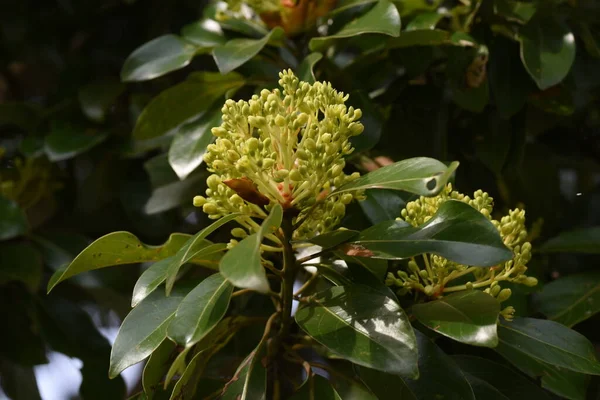 Machilus Thunbergii Drzewo Tabunoki Pąki Kwiatów Lauraceae Wiecznie Zielone Drzewo — Zdjęcie stockowe