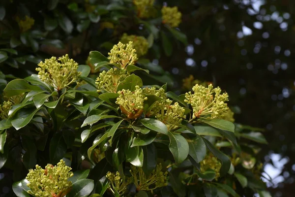 Machilus Thunbergii Tabunoki Strom Květinové Pupeny Věčně Zelený Strom Kolem — Stock fotografie