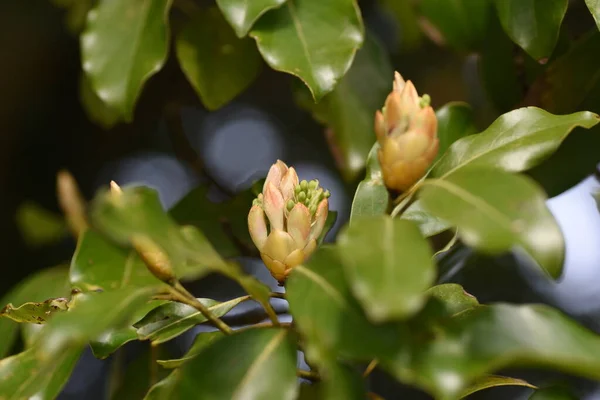 Machilus Thunbergii Tabunoki Tree Flower Buds Lauraceae Evergreen Tree April — Stock Photo, Image