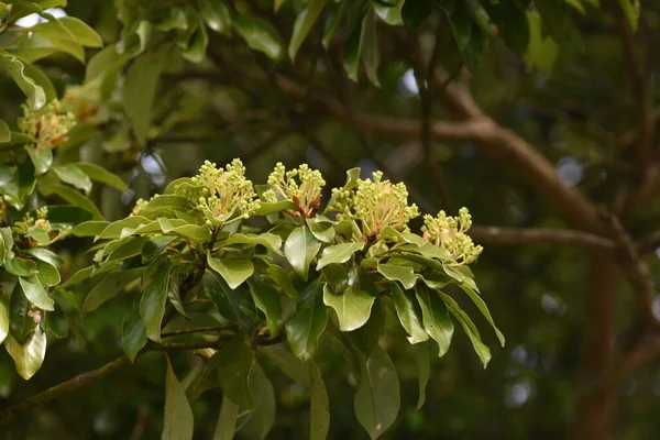 Machilus thunbergii (Tabunoki ağacı) çiçek tomurcukları. Lauraceae Evergreen ağacı. Nisan ayı civarında, panikler sarı-yeşil çiçekler açar..