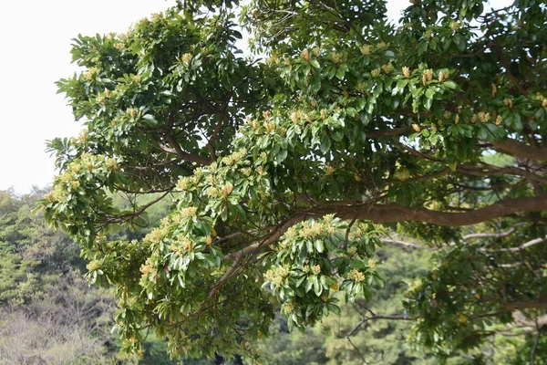Machilus Thunbergii Tabunoki Tree 봉오리 학명은 상록수이다 만년필은 누르스름 피운다 — 스톡 사진