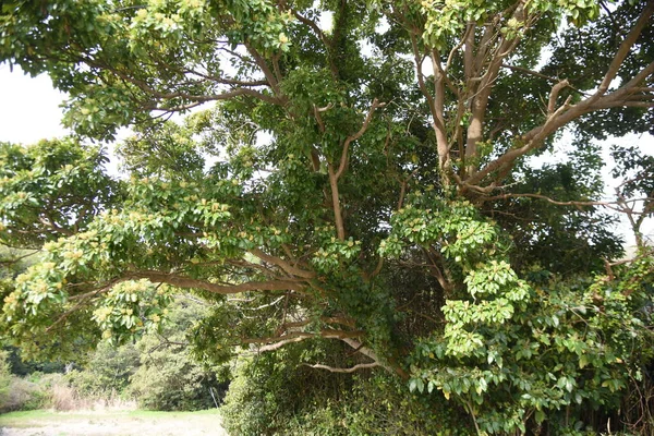 Machilus Thunbergii Δέντρο Tabunoki Μπουμπούκια Λουλουδιών Λαυροειδή Αειθαλές Δέντρο Γύρω — Φωτογραφία Αρχείου