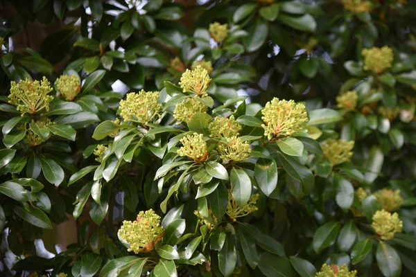 Machilus Thunbergii Tabunoki Tree Flower Buds Lauraceae Evergreen Tree April — ストック写真