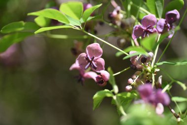 Çikolata üzümü (Akebia quinata) çiçekleri. Lardizabalaceae yaprak döken çalı. Çiçek açma mevsimi Nisan 'dan Mayıs' a kadar ve Eylül 'den Ekim' e kadar tatlı kokulu oval meyveler üretir..