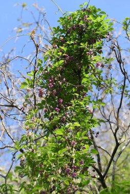 Çikolata üzümü (Akebia quinata) çiçekleri. Lardizabalaceae yaprak döken çalı. Çiçek açma mevsimi Nisan 'dan Mayıs' a kadar ve Eylül 'den Ekim' e kadar tatlı kokulu oval meyveler üretir..