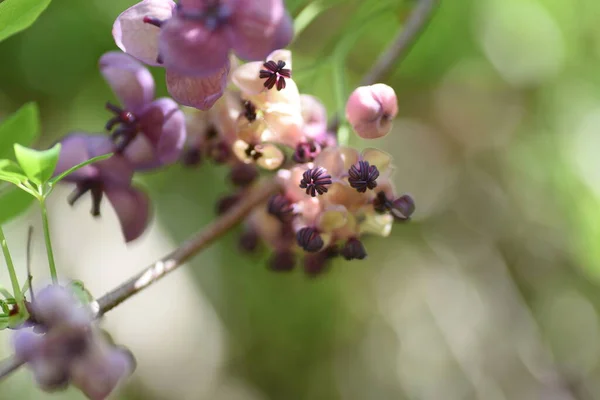 Blüten Der Schokoladenrebe Akebia Quinata Lardizabalaceae Weinstock Laub Strauch Die — Stockfoto