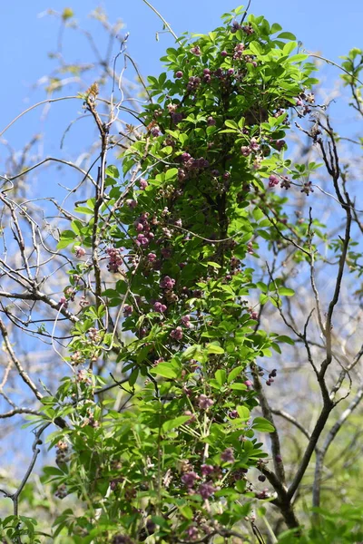 Çikolata üzümü (Akebia quinata) çiçekleri. Lardizabalaceae yaprak döken çalı. Çiçek açma mevsimi Nisan 'dan Mayıs' a kadar ve Eylül 'den Ekim' e kadar tatlı kokulu oval meyveler üretir..