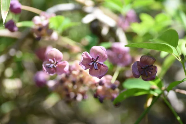Blüten Der Schokoladenrebe Akebia Quinata Lardizabalaceae Weinstock Laub Strauch Die — Stockfoto