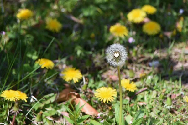 Dandelion Fluff Asteraceae Perennial Flowering Season March May Edible Medicinal — Stock Photo, Image