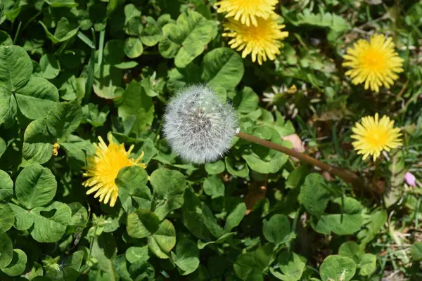 Dandelion Fluff Asteraceae Perennial Flowering Season March May Edible Medicinal — Stock Photo, Image