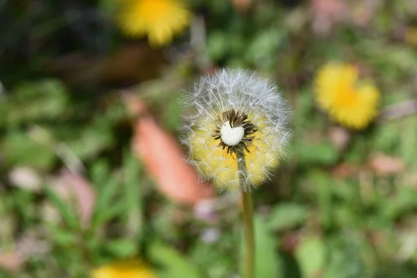 Dandelion Fluff Asteraceae Perennial Flowering Season March May Edible Medicinal — Stock Photo, Image