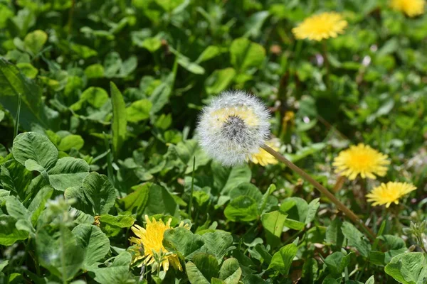 Dandelion Fluff Asteraceae Perennial Flowering Season March May Edible Medicinal — Stock Photo, Image