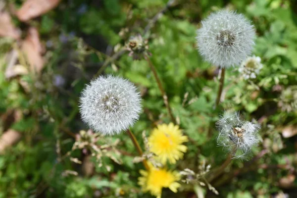 Maskrosenfluff Asteraceae Perenn Blommande Frã Mars Till Maj Det Ätbart — Stockfoto