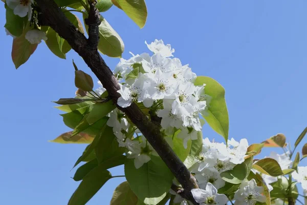 梨の花を咲かせます バラ科の落葉樹 4月頃に五弁白花を咲かせます — ストック写真