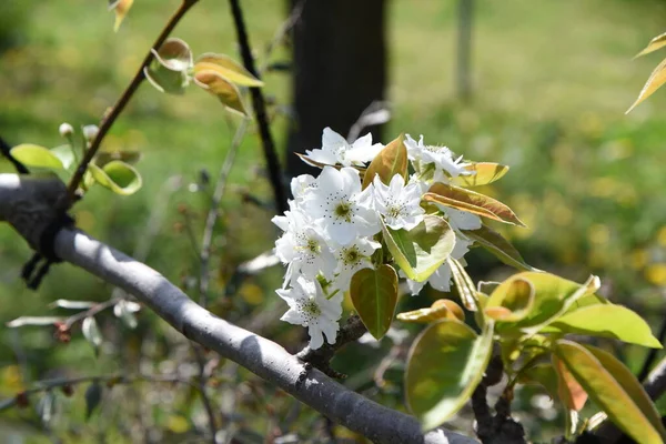 Japanska Päron Nashi Päron Blommor Rosaceae Lövträd Fem Kronblad Vita — Stockfoto