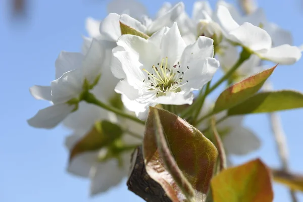 Japanese Pear Nashi Pear Blossoms Rosaceae Deciduous Fruit Tree Five — ストック写真