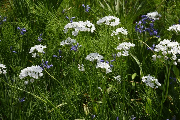 Allium Cowanii Allium Neapolitanum Flowers Amaryllidaceae Pennial Bulbouus Plants Flowering — Stock Photo, Image