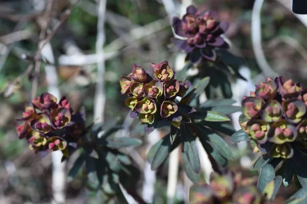Euphorbia Fekete Madár Virágai Euphorbiaceae Növények Áprilisban Sárga Zöld Virágok — Stock Fotó