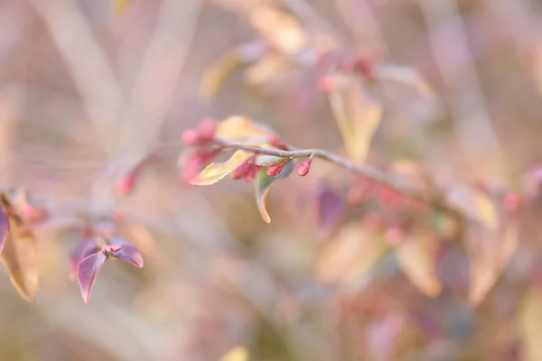 Camelliaelina Cascade 꽃봉오리와 상록수 재배법 향기로운 월부터 월까지 아래쪽으로 — 스톡 사진