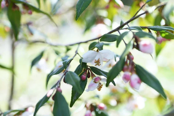 Kamélie Elina Cascade Pupeny Květiny Věčně Zelený Keř Března Dubna — Stock fotografie