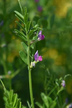 Sık rastlanan bir çiçek. Fabaceae yıllık otları. Çiçek açma mevsimi Mart 'tan Haziran' a kadardır..