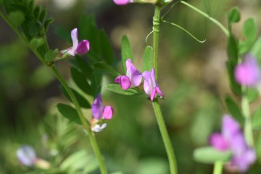 Sık rastlanan bir çiçek. Fabaceae yıllık otları. Çiçek açma mevsimi Mart 'tan Haziran' a kadardır..