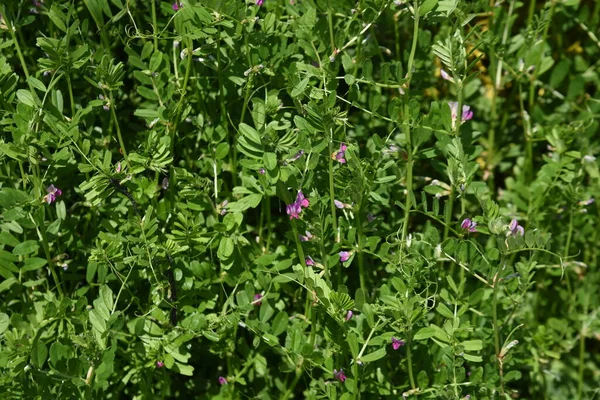 普通的紫丁香花无性野草科 花季是3月至6月 — 图库照片