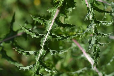  Dikenli devedikeni. Asteraceae bitkileri. Yapraklar parlak ve dikenli ve gövdesi kırıldığında beyaz süt losyonu çıkıyor. Sarı çiçekler baharda açar..