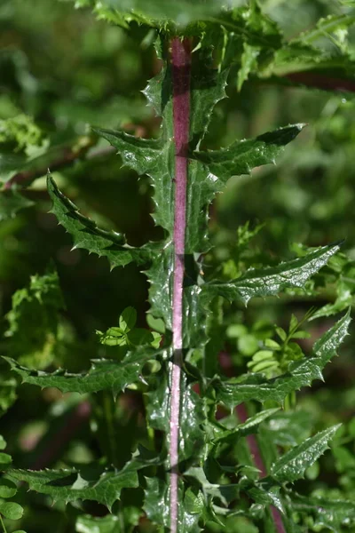 Prickly sow-thistle. Asteraceae plants. The leaves are shiny and have thorns, and when the stem is broken, a white milky lotion comes out. Yellow flowers bloom in spring.