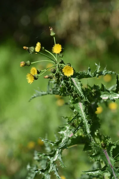 Prickly sow-thistle. Asteraceae plants. The leaves are shiny and have thorns, and when the stem is broken, a white milky lotion comes out. Yellow flowers bloom in spring.