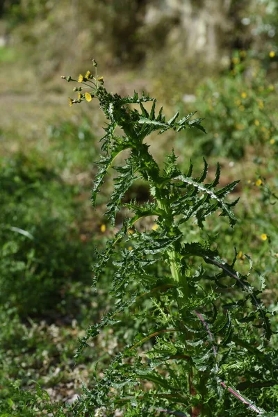 Prickly sow-thistle. Asteraceae plants. The leaves are shiny and have thorns, and when the stem is broken, a white milky lotion comes out. Yellow flowers bloom in spring.