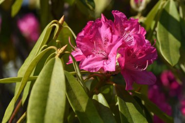 Rododendron çiçekleri çiçek ağaçları kraliçesi olarak adlandırılır. Ericaceae her daim yeşil çalı. Çiçek açma mevsimi Mart 'tan Haziran' a kadardır..