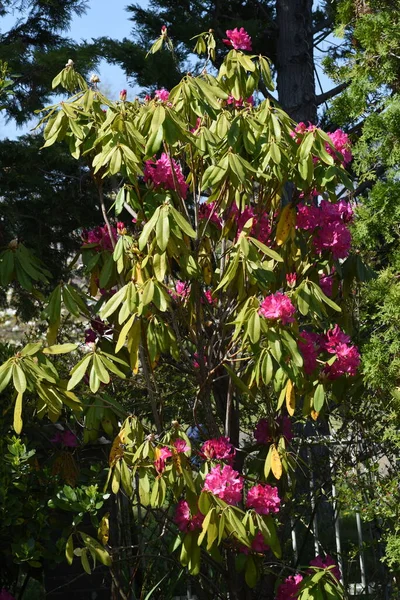 Flores Rhododendron Chamado Rainha Árvores Flor Ericaceae Arbusto Sempre Verde — Fotografia de Stock
