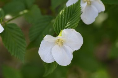 Jet boncuğu (Rhodotypos tarayıcıları) çiçekler. Rosaceae yaprak döken çalı. Nisan 'dan Mayıs' a kadar beyaz çiçekler açar ve bahara kadar dört parlak siyah meyve kalır..