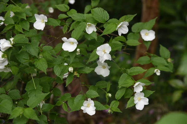 Rosaceae 낙엽성 관목이다 흰색꽃은 월부터 월까지 열매는 봄까지 — 스톡 사진