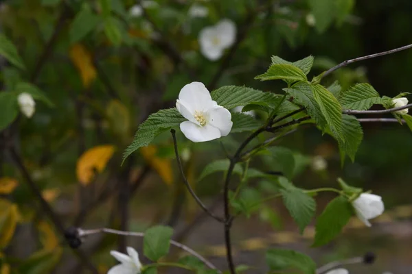 Rosaceae 낙엽성 관목이다 흰색꽃은 월부터 월까지 열매는 봄까지 — 스톡 사진