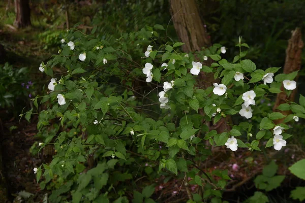 Jet Bead Rhodotypos Scandens Flowers Rosaceae Deciduous Shrub White Flowers — Stock Photo, Image