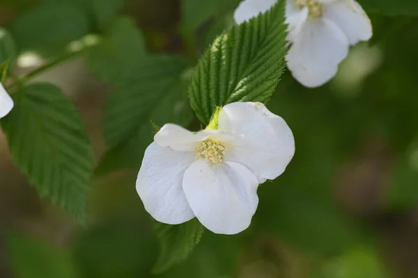 Rosaceae 낙엽성 관목이다 흰색꽃은 월부터 월까지 열매는 봄까지 — 스톡 사진
