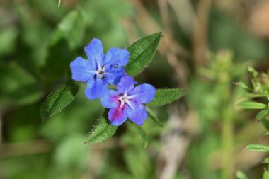 Lithospermum zollingeri (Gentian blue gromwell) çiçekleri. Boraginaceae bitkileri. Nisan 'dan Mayıs' a kadar beş beyaz sırtı olan parlak mavi-mor çiçekler açar..