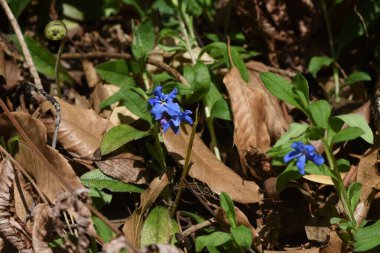 Lithospermum zollingeri (Gentian blue gromwell) çiçekleri. Boraginaceae bitkileri. Nisan 'dan Mayıs' a kadar beş beyaz sırtı olan parlak mavi-mor çiçekler açar..