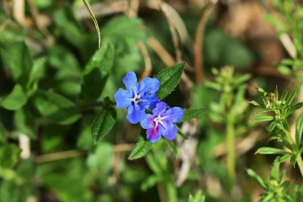 Lithospermum zollingeri (Gentian blue gromwell) çiçekleri. Boraginaceae bitkileri. Nisan 'dan Mayıs' a kadar beş beyaz sırtı olan parlak mavi-mor çiçekler açar..