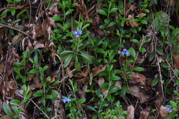 Lithospermum Zollingeri Gentian Blue Gromwell Virágok Boraginaceae Évelő Növények Fényes — Stock Fotó