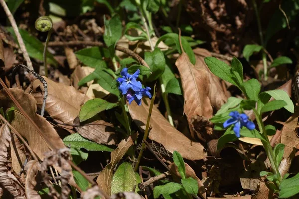 Lithospermum zollingeri (Gentian blue gromwell) çiçekleri. Boraginaceae bitkileri. Nisan 'dan Mayıs' a kadar beş beyaz sırtı olan parlak mavi-mor çiçekler açar..