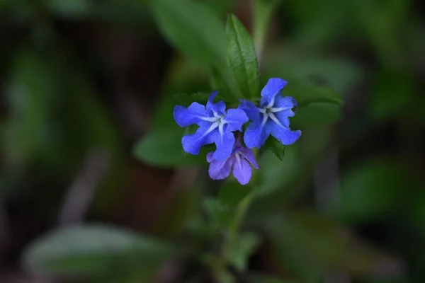 Lithospermum Zollingeri Gromwell Azul Genciano Flores Boraginaceae Plantas Perennes Flores —  Fotos de Stock